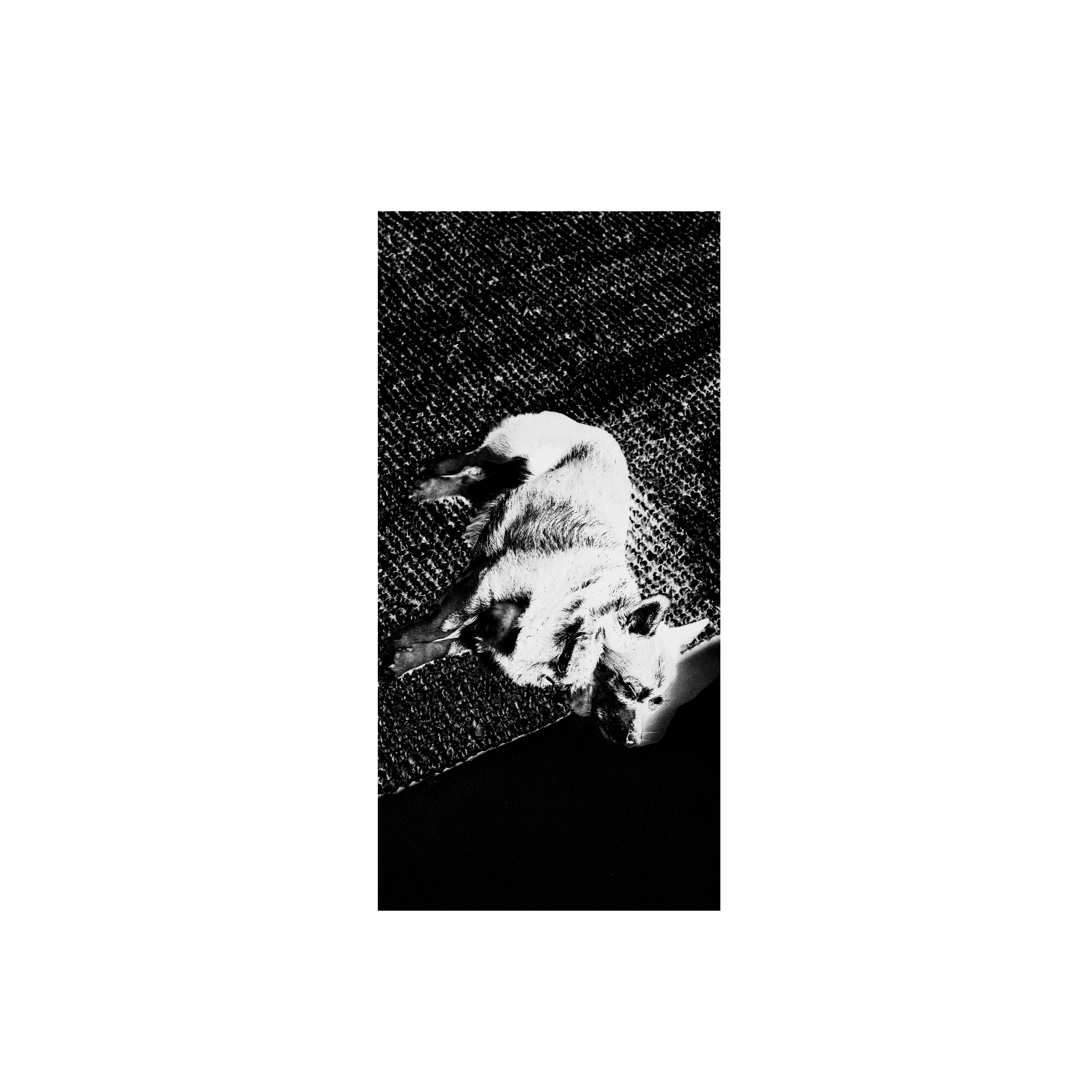 Doggy